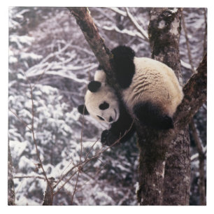 Filhote de panda brincando em árvore coberta de ne