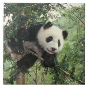 Filhote de Panda Gigante sobe em uma árvore, Vale