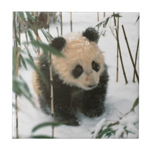Filhote de panda na neve, Wolong, Sichuan, China