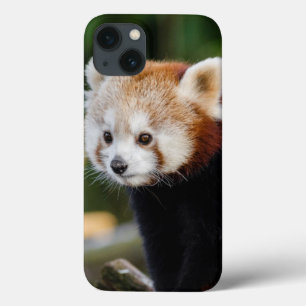 Filhote de Panda Vermelho Fofo