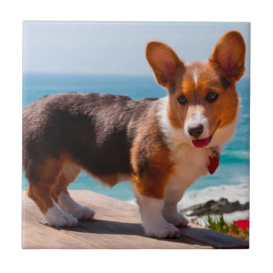 Filhote de Pembroke Welsh Corgi em pé na mesa