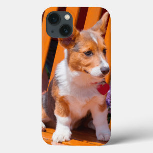 Filhote de Pembroke Welsh Corgi sentado em um banc