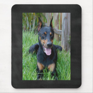 Filhote de Pinscher Dobermann Mousepad Quadro Negr