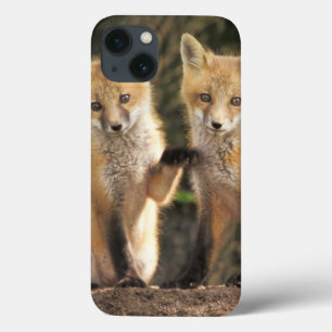 filhote de Raposa Vermelha em frente à toca Vulpes