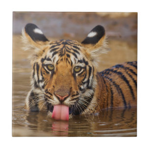 Filhote de tigre-de-bengala-real, bebendo água