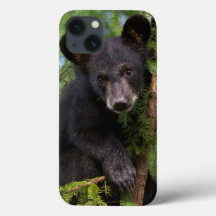 Filhote de Urso Negro Brincando nas Árvores