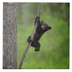 Filhote de Urso Negro brincando no Galho de Árvore