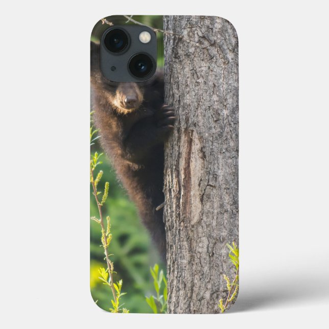 Filhote de Urso Negro na Primavera (Verso)