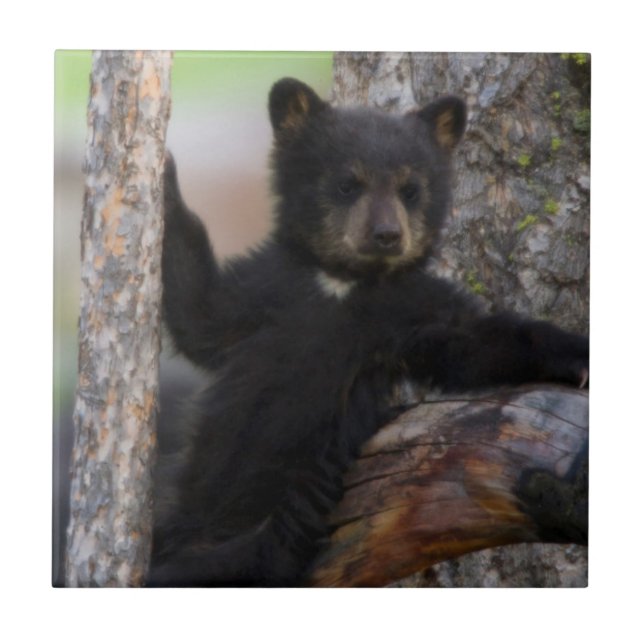 Filhote de Urso Negro Relaxando (Frente)