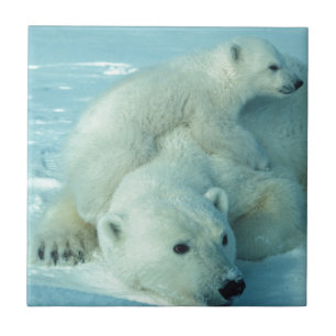 Filhote de urso polar e mamã - 2