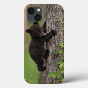 Filhote de Urso Preto Subindo Árvore
