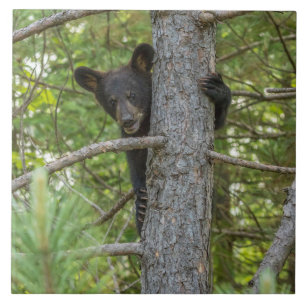 Filhote de Urso Subindo Árvore