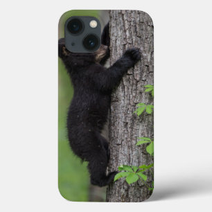 Filhote de Urso Subindo em uma Árvore