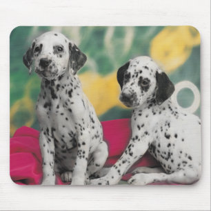 Filhotes de cachorro Dalmatian Mousepad