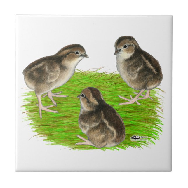 Filhotes de Codorna Bobwhite (Frente)