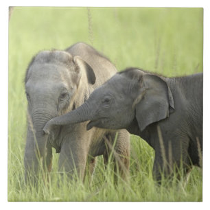 Filhotes de Elefante Indiano / Asiático