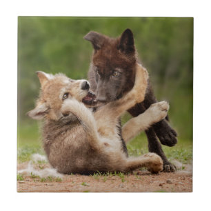 Filhotes de Lobo Cinzento Lutando