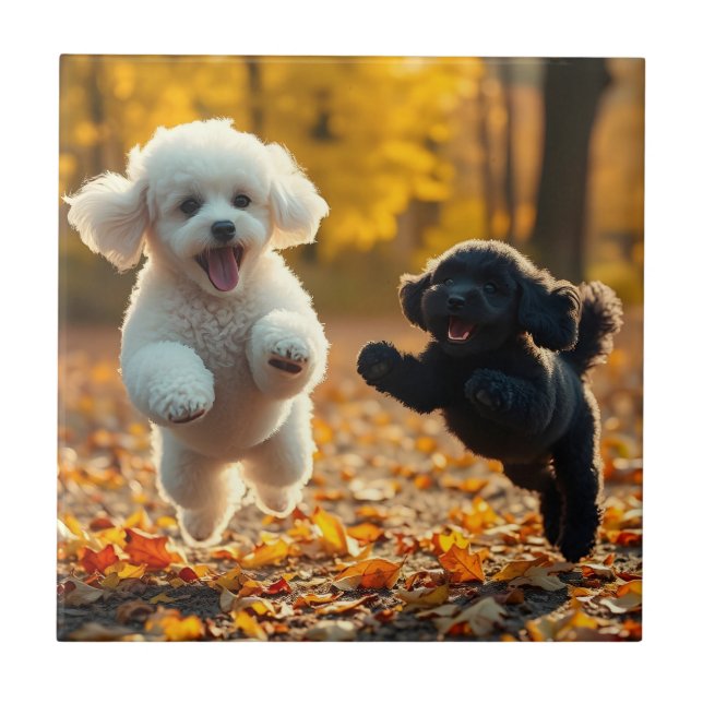Filhotes de Poodle Saltitantes (Frente)