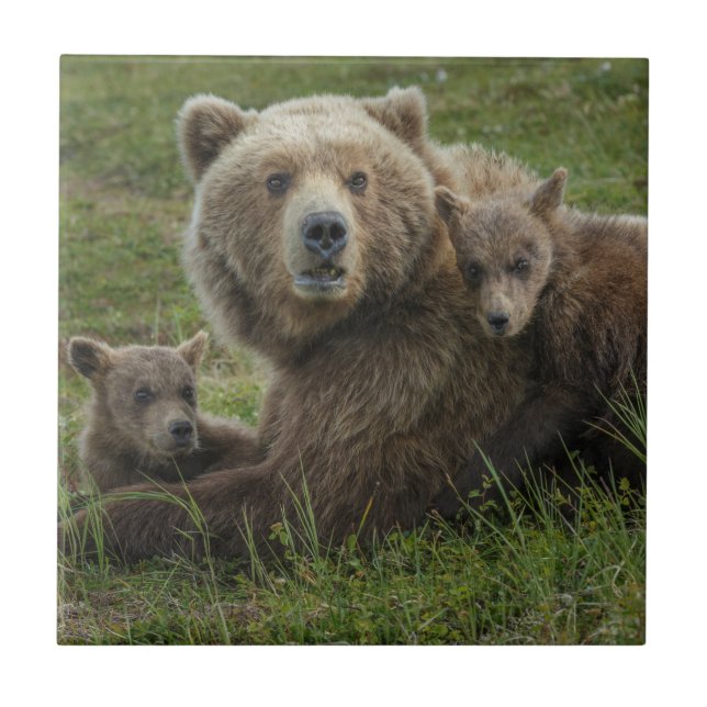 Filhotes de Urso Pardo se Aconchegando com a Mãe (Frente)