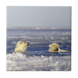 Filhotes de urso polar brincando