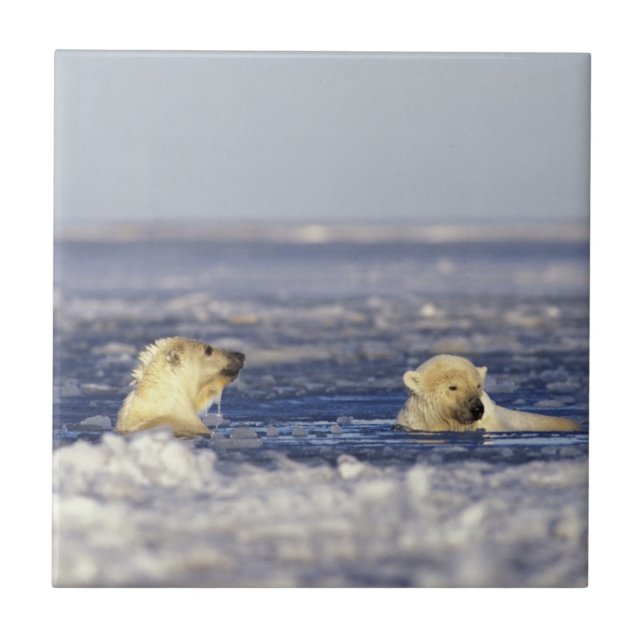Filhotes de urso polar brincando (Frente)