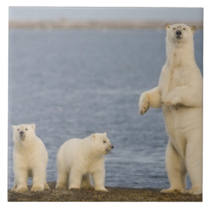 Filhotes de urso polar e sua mãe