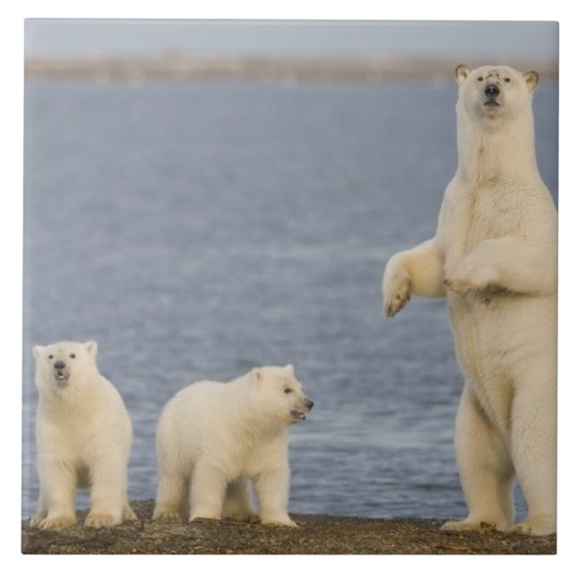 Filhotes de urso polar e sua mãe (Frente)