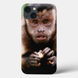 Fim-acima de um macaco preto-tampado do capuchin
