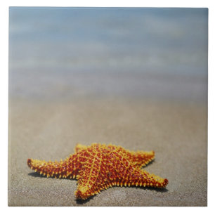 Fim-acima de uma estrela do mar do coxim