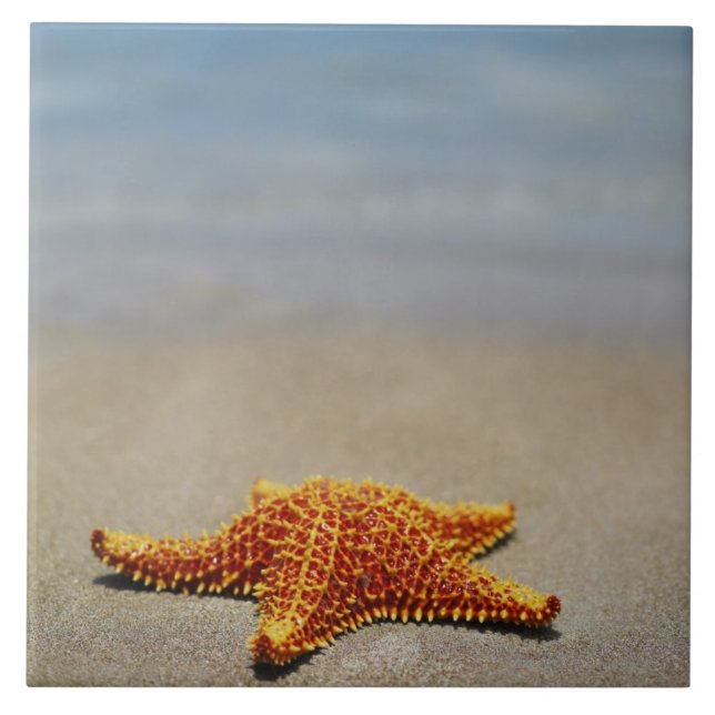 Fim-acima de uma estrela do mar do coxim (Frente)