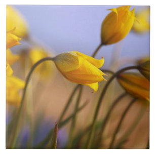 Fim-acima dos daffodils