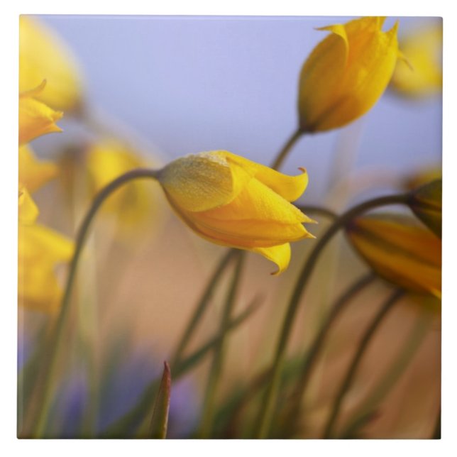 Fim-acima dos daffodils (Frente)