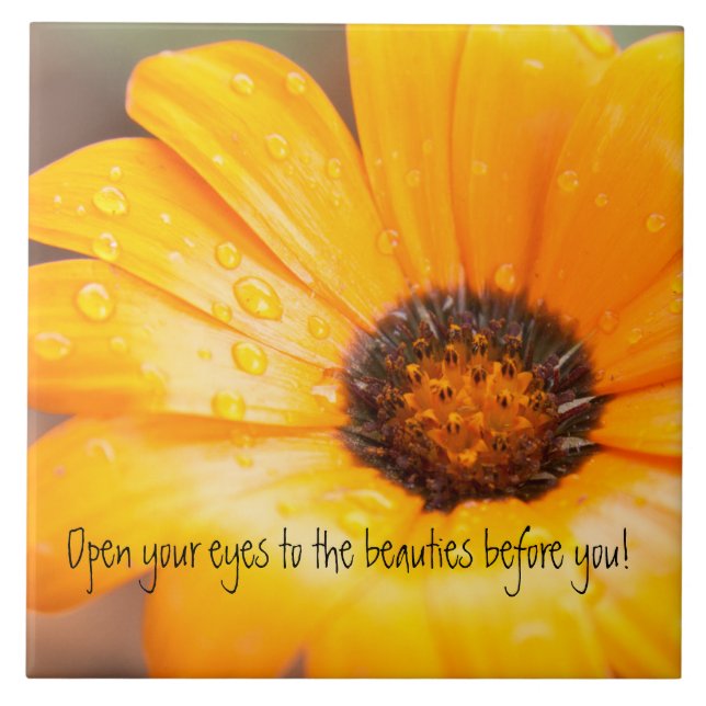 Fim alaranjado da margarida africana do flash do (Frente)