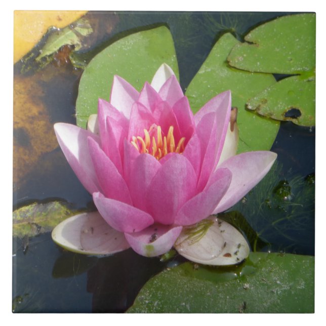 Fim cor-de-rosa do lírio de água acima dos (Frente)