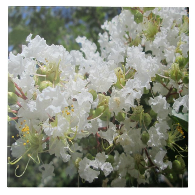 Fim da árvore de Myrtle de Crape (Frente)