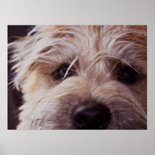 Fim da cara do filhote de cachorro acima do poster