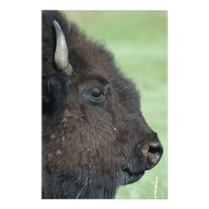 Fim do bisonte americano acima - fotografia dos