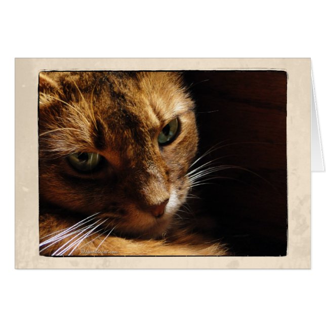 Fim somaliano do gato acima do cartão (Frente Horizontal)