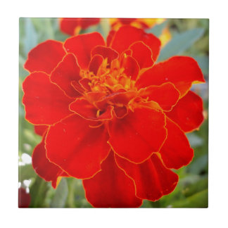 Fim vermelho da flora do verão da flor do