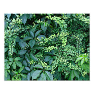 Final 14" x 11" ampliação da foto