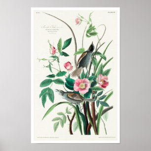 Finalização à beira-mar por Poster de Audubon