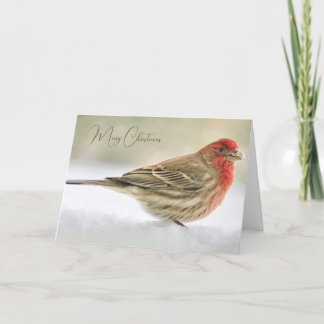 Finalizar Natal Deseja Cartão de Natal