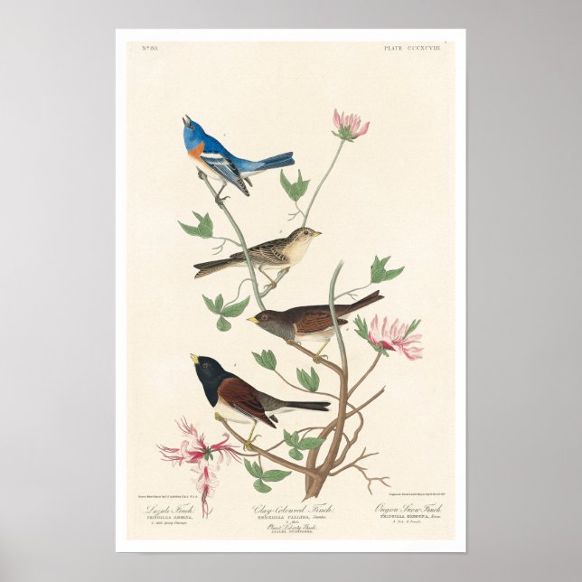 Finalizar por Poster Audubon (Frente)