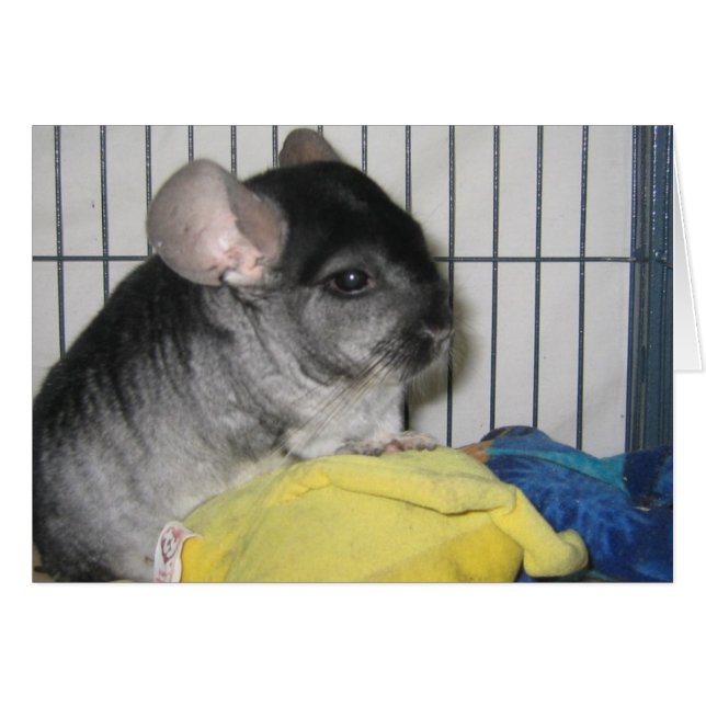 Finalmente, o cartão doméstico, Wubbzy e a sua bon (Frente horizontal)