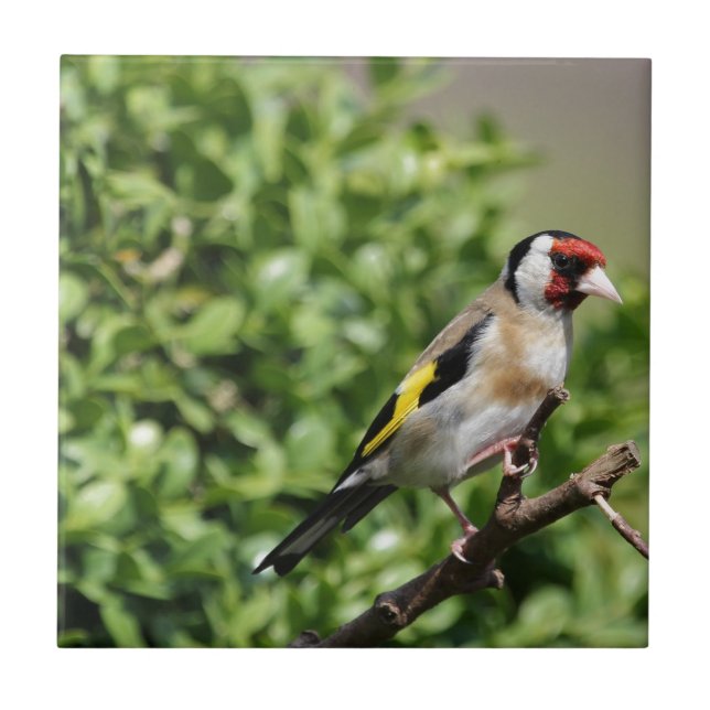 FInch (Frente)