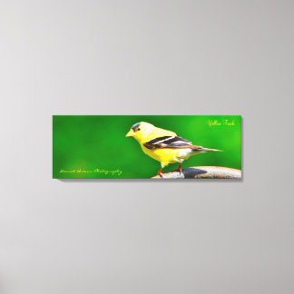 Finch Amarelo de Foto de Canvas 36x12x1.5