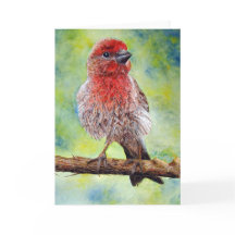 Finch, Cartão de Saudação