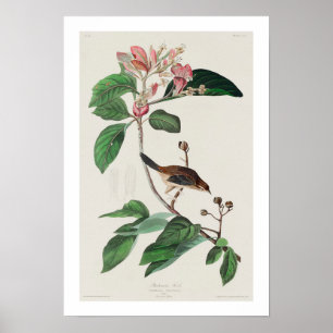 Finch de Bachman por Poster de Audubon
