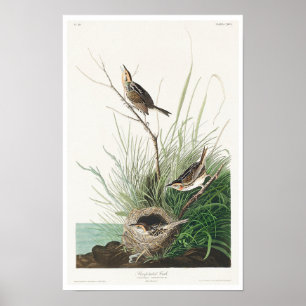 Finch de cauda afiada por Poster de Audubon