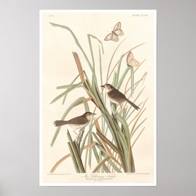 Finch de MacGillivray pela Poster de Audubon (Frente)